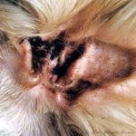 Feline Ear Mites