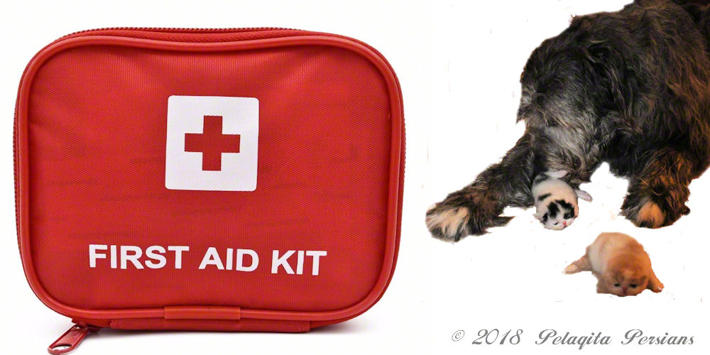 First aid kit and irish wolfhound dog with Persian kittens