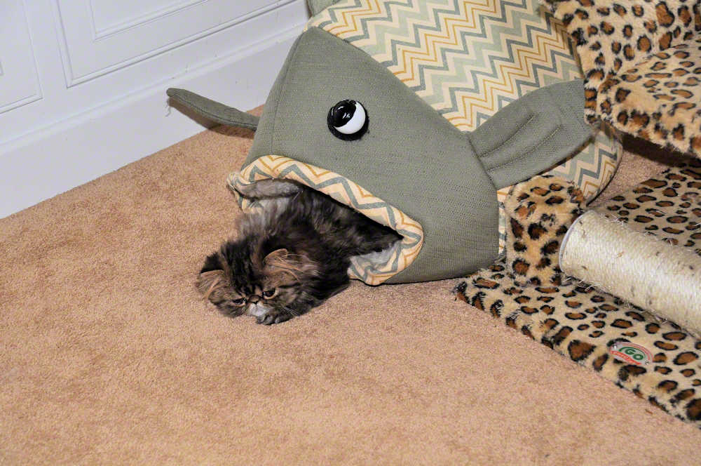 persian kitten in fish's mouth