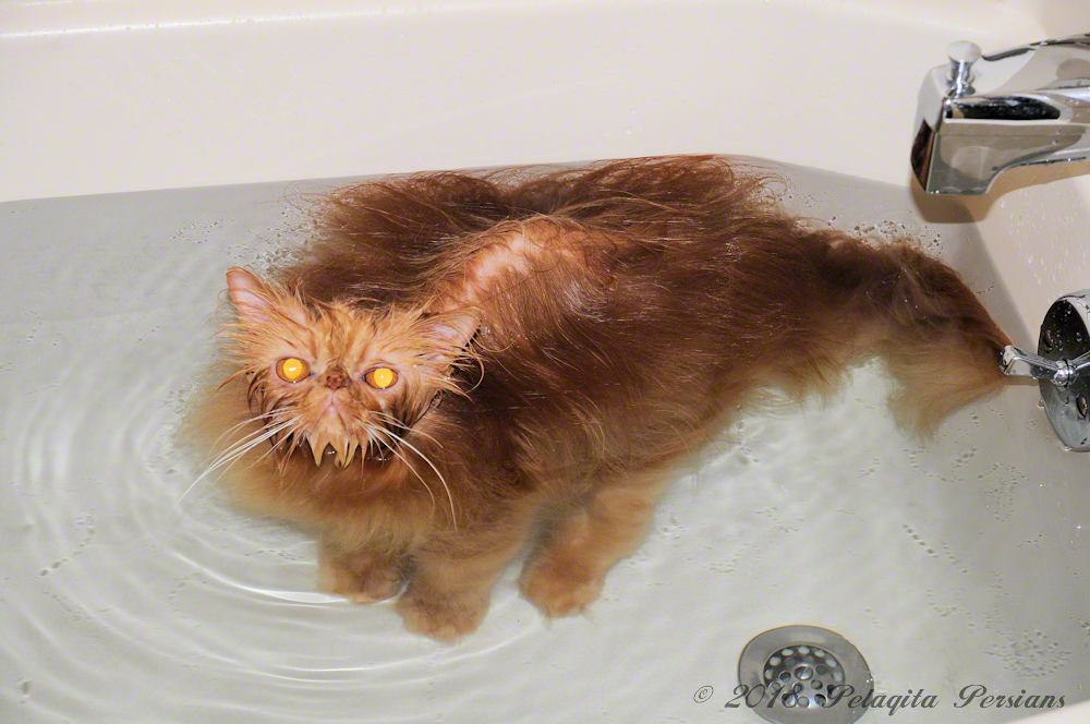 bathing a cat