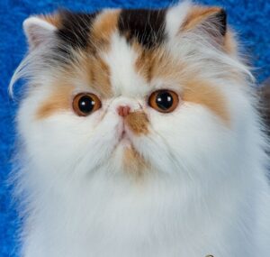 Pelaqita Nickelodeon, Silver Tabby & White Persian cat
