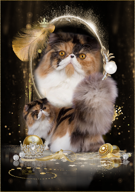 Holiday - 
calico Persian kitte