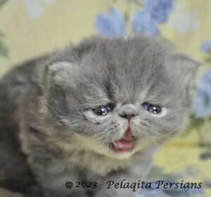 Blue Persian Kitten loudly meowing