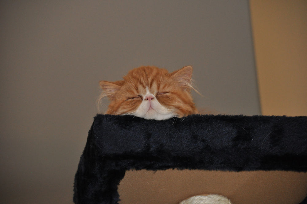 Red Tabby and White Persian cat laying on top of cat tree