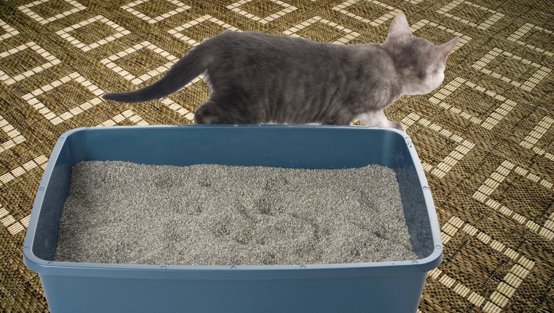 Five Common Causes of Your Cat Urinating Outside the Litter Box