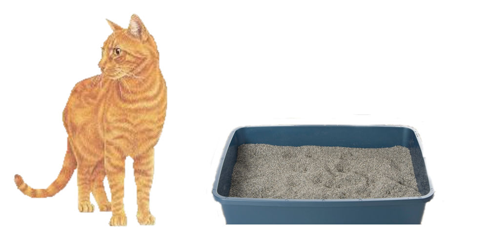 10 Best Bt Litter Boxes