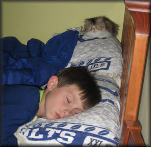child sleeping with Persian kitten