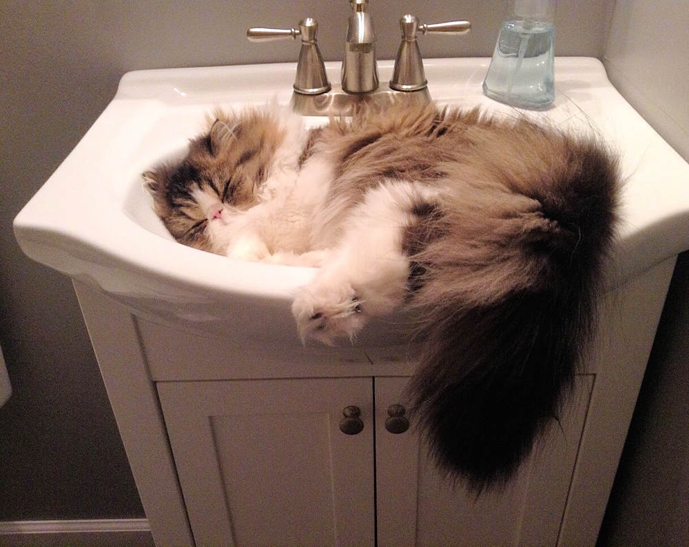 Persian cat sleeping in a sink