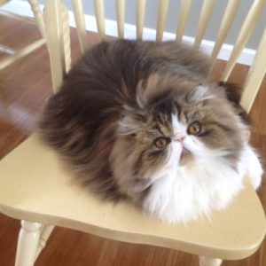 paisley - brown tabby and white female Persian kitten