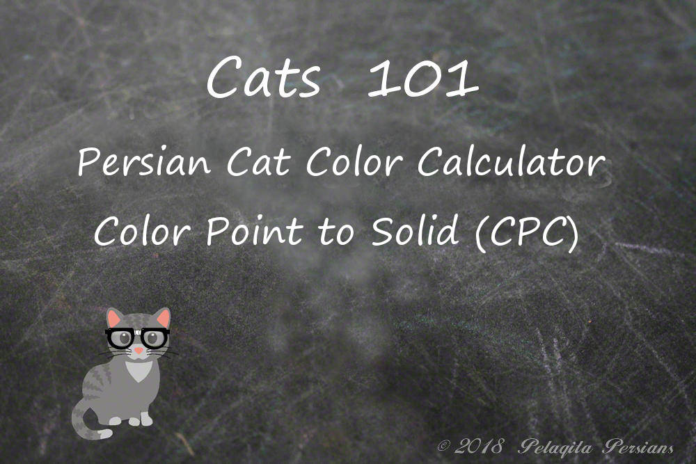 Persian Cat Color Calculator|Color Point to Solid (CPC)~ Pelaqita Persians