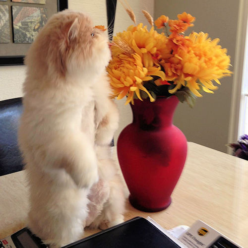 persian kitten standing by flowers