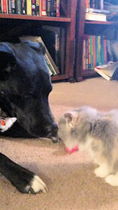 dog and kitten