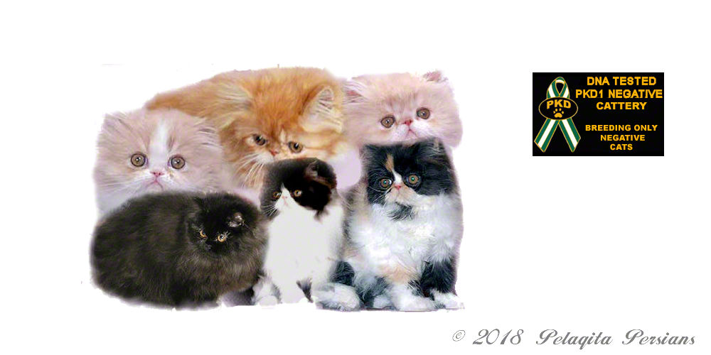 Group of Persian kittens and pkd1 badge