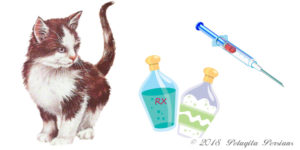 kitten with RX bottle and syringe