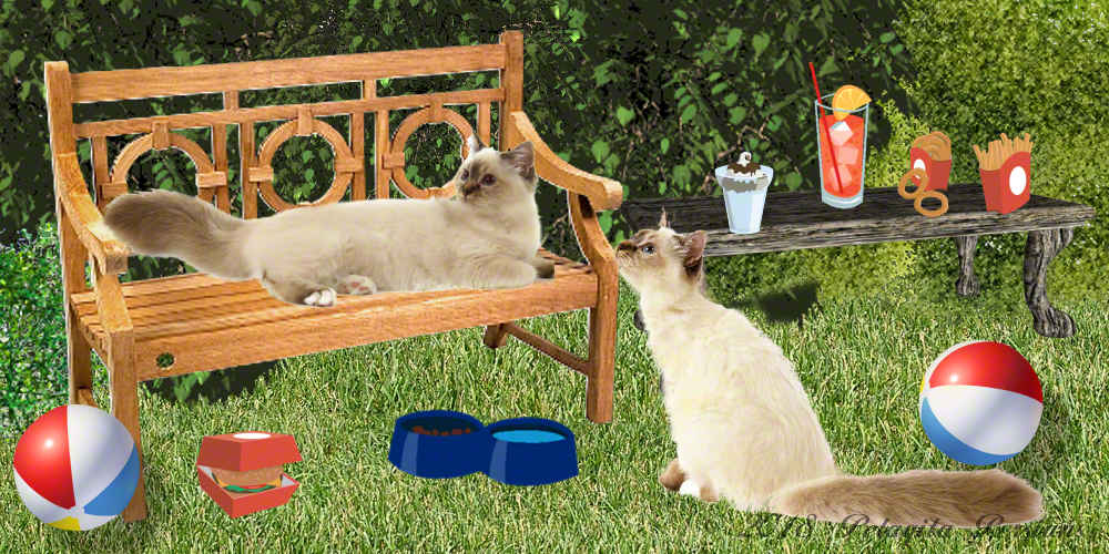 siamese cats relaxing on bench