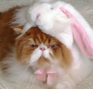 red tabby and white persian kitten in bunny suit