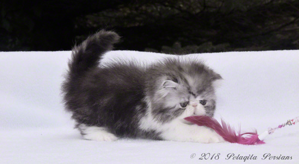 Silver Tabby & White kitten playing