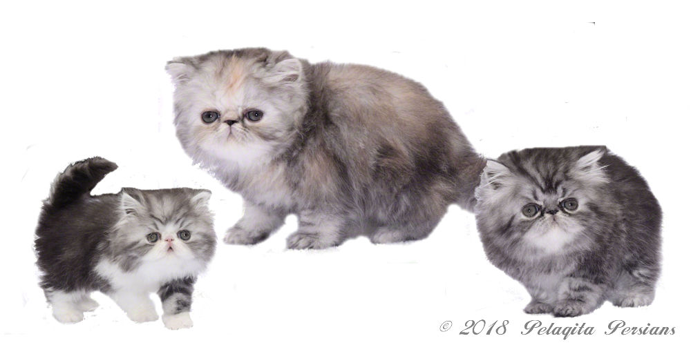 persian cat sale