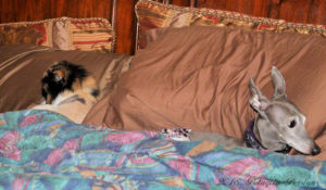 dog and cat laying in bed