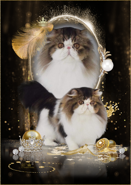 brown tabby & white male persian cat