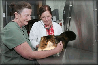 Veterinarian and vet tech examing a Persian cat