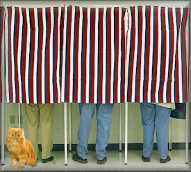 Red Persian cat waiting to vote