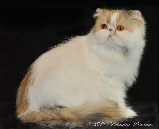 Posh Persian Persnickety of Pelaqita - Brown Patch Tabby & White Persian cat